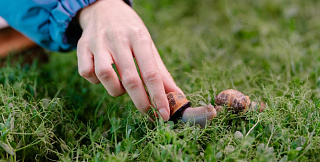 Резидент ИНТЦ «Сириус» разработала способ получения улиточного муцина этичным путем